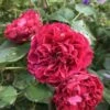 Aalborgs Rose TM Plant'n' Relax® -LivsSpire Salgsbutik Aalborg20rose 1
