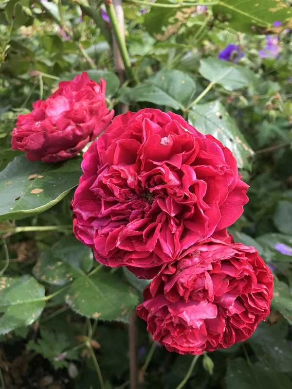 Aalborgs Rose TM Plant'n' Relax® 3 Aalborgs Rose TM Plant'n' Relax®