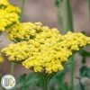 ACHILLEA 'SASSY SUMMER LEMON'®' -LivsSpire Salgsbutik Achillea20Sassy20Summer20Lemon