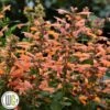 Indianermynte 'MANGO TANGO'®' -LivsSpire Salgsbutik Agastache20Mango20Tango
