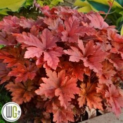 Alunrod 'HOPSCOTCH'®'