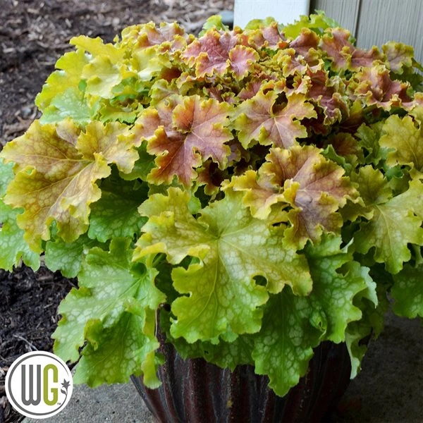 Alunrod 'APPLE TWIST'®' 3 Alunrod 'APPLE TWIST'®'