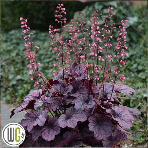 Alunrod 'GRAPE TIMELESS'®' 3 Alunrod 'GRAPE TIMELESS'®'