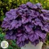 Alunrod 'WILDBERRY'®' 1 Alunrod 'WILDBERRY'®' -LivsSpire Salgsbutik Alunrod20Wildberry