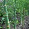 Asparges `Gijnlim` -LivsSpire Salgsbutik Asparagus pro