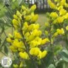'BAPTISIA 'AMERICAN GOLDFINCH'®' 2 'BAPTISIA 'AMERICAN GOLDFINCH'®' -LivsSpire Salgsbutik Baptisia20American20Goldfinch