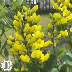 'BAPTISIA 'AMERICAN GOLDFINCH'®'