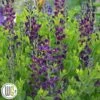 'BAPTISIA 'GRAPE TAFFY'®' -LivsSpire Salgsbutik Baptisia20Grape20Taffy