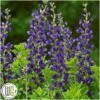 'BAPTISIA 'SPARKLING SAPPHIRES'®' -LivsSpire Salgsbutik Baptisia20Sparkling20Sapphires