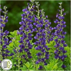 'BAPTISIA 'SPARKLING SAPPHIRES'®'