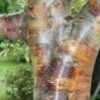 Kobberbirk - Betula Albosiensis Var ´Septentrionalis´ -LivsSpire Salgsbutik Betula20Albo20sinensis