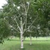 Himalayabirk - Betula Utilis 150-175 -LivsSpire Salgsbutik Betula20Utilis