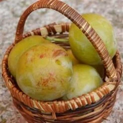 Blomme "Quillins Reine Claude"