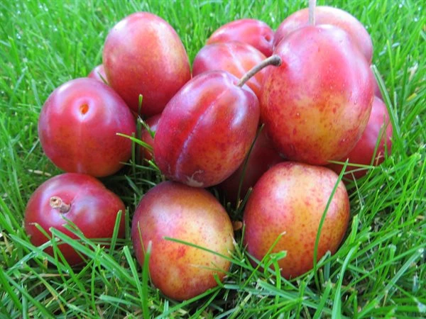 Blomme 'Victoria' 3 Blomme 'Victoria'