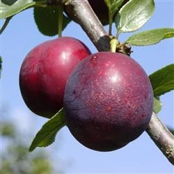 BLOMME 'IVE' 3 BLOMME 'IVE'