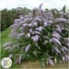 Sommerfuglebusk `Grand Cascade` -LivsSpire Salgsbutik Buddleja20Grand20Cascade
