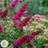 Sommerfuglebusk 'Queen Of Hearts ®' -LivsSpire Salgsbutik Buddleja20Queen20of20Hearts gugplanteskole