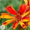 'COREOPSIS 'CRAZY CAYENNE'®' -LivsSpire Salgsbutik Coreopsis20Crazy20Cayenne