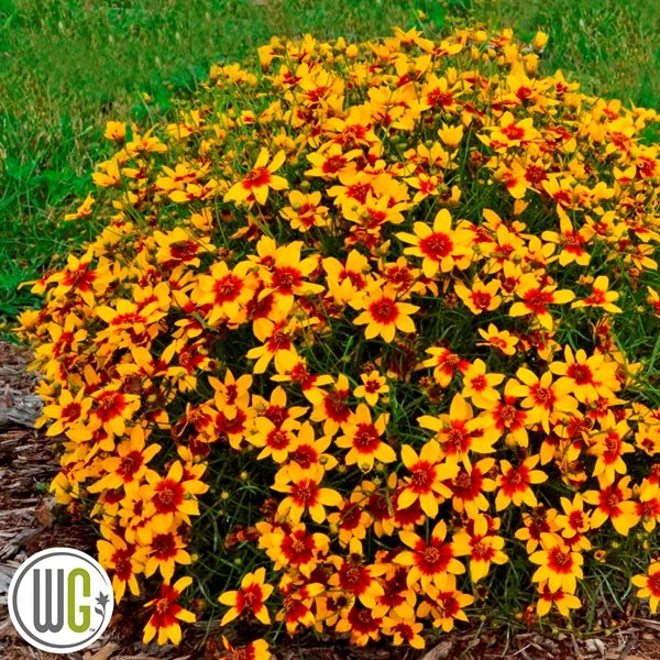'COREOPSIS 'CURRY UP'®' 3 'COREOPSIS 'CURRY UP'®'
