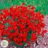 'COREOPSIS 'HOT PAPRIKA'®' -LivsSpire Salgsbutik Coreopsis20Hot20Paprika