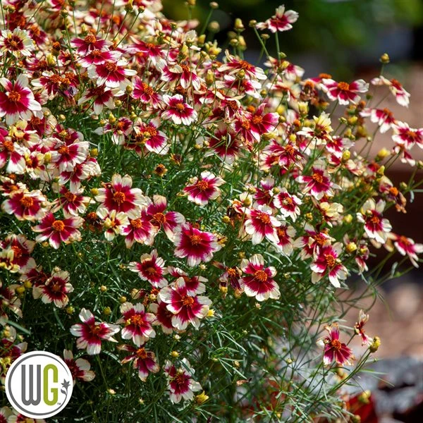 'COREOPSIS 'RED HOT VANILLA'®' 3 'COREOPSIS 'RED HOT VANILLA'®'