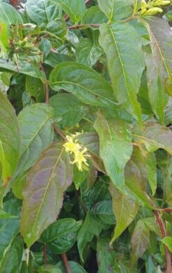 Diervilla Sessilifolia `Dise`