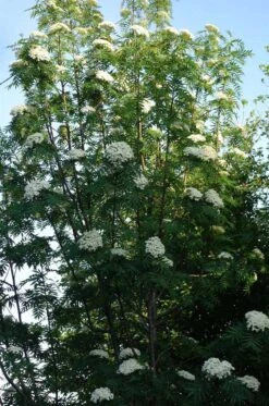 Koreansk Røn 'Dodong' SHOK 12-14 Cm