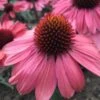 ECHINACEA 'CORAL CRAZE'®' -LivsSpire Salgsbutik ECHINACEA20CORAL20CRAZE