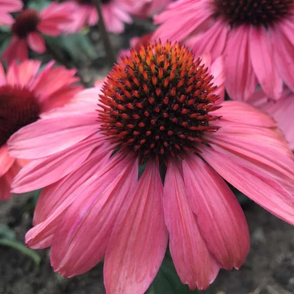 ECHINACEA 'CORAL CRAZE'®' 3 ECHINACEA 'CORAL CRAZE'®'