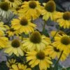 ECHINACEA 'YELLOW MY DARLING'®' 2 ECHINACEA 'YELLOW MY DARLING'®' -LivsSpire Salgsbutik ECHINACEA20YELLOW20MY20DARLING