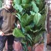 Violinfigen - Ficus Lyrata 180cm