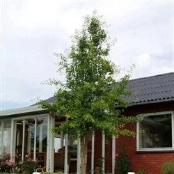 Ginkgo Biloba 'Prigo' 3 Ginkgo Biloba 'Prigo'