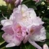 Rhododendron GOMER WATERER -LivsSpire Salgsbutik Gomer