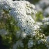 Spiraea Cinerea 'Grefsheim'