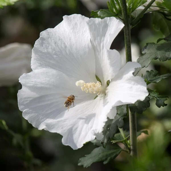 Syrisk Rose "Eleanor" 3 Syrisk Rose "Eleanor"