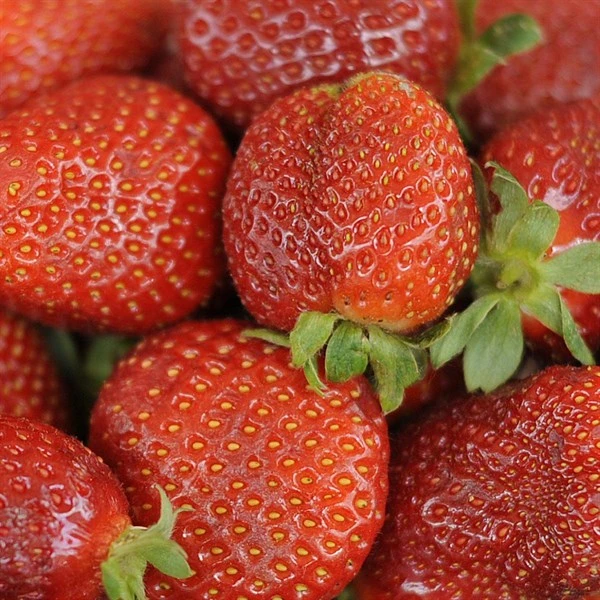 Jordbærplante `Honeoye` 6 Stk. 3 Jordbærplante `Honeoye` 6 Stk.