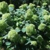 Hortensia `Lime Rickey` -LivsSpire Salgsbutik Hortensia20mors20dag