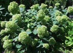 Hortensia `Lime Rickey`