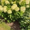 Syrenhortensia 'LIMELIGHT'® -LivsSpire Salgsbutik Hyd20Limelight