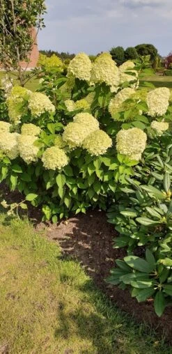 Syrenhortensia 'LIMELIGHT'®