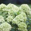 Syrenhortensia 'LITTLE LIME'® JANE 2 Syrenhortensia 'LITTLE LIME'® JANE -LivsSpire Salgsbutik Hyd20little20lime