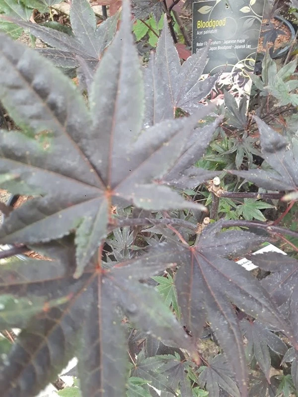 Japansk Ahorn (Bloodgood) 3 Japansk Ahorn (Bloodgood)