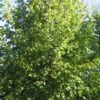 Småbladet Lind - Tilia Cordata 'Greenspire' SHOK 12-14 -LivsSpire Salgsbutik Kejserlind