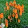 KNIPHOFIA 'ORANGE BLAZE'®' -LivsSpire Salgsbutik Kniphofia20Orange20Blaze