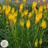 KNIPHOFIA 'SOLAR FLARE'®' -LivsSpire Salgsbutik Kniphofia20Solar20Flare