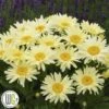 LEUCANTHEMUM 'BANANA CREAM'®' -LivsSpire Salgsbutik Leucanthemum20BananaCream