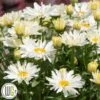 LEUCANTHEMUM 'SPOONFUL OF SUGAR'®' 1 LEUCANTHEMUM 'SPOONFUL OF SUGAR'®' -LivsSpire Salgsbutik Leucanthemum20Spoonful20of20Sugar