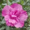 Syrisk Rose "Magenta Chiffon"