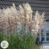 Elefantgræs `Encore`® -LivsSpire Salgsbutik Miscanthus Encore