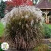 Elefantgræs `Oktoberfest`® -LivsSpire Salgsbutik Miscanthus20Oktoberfest